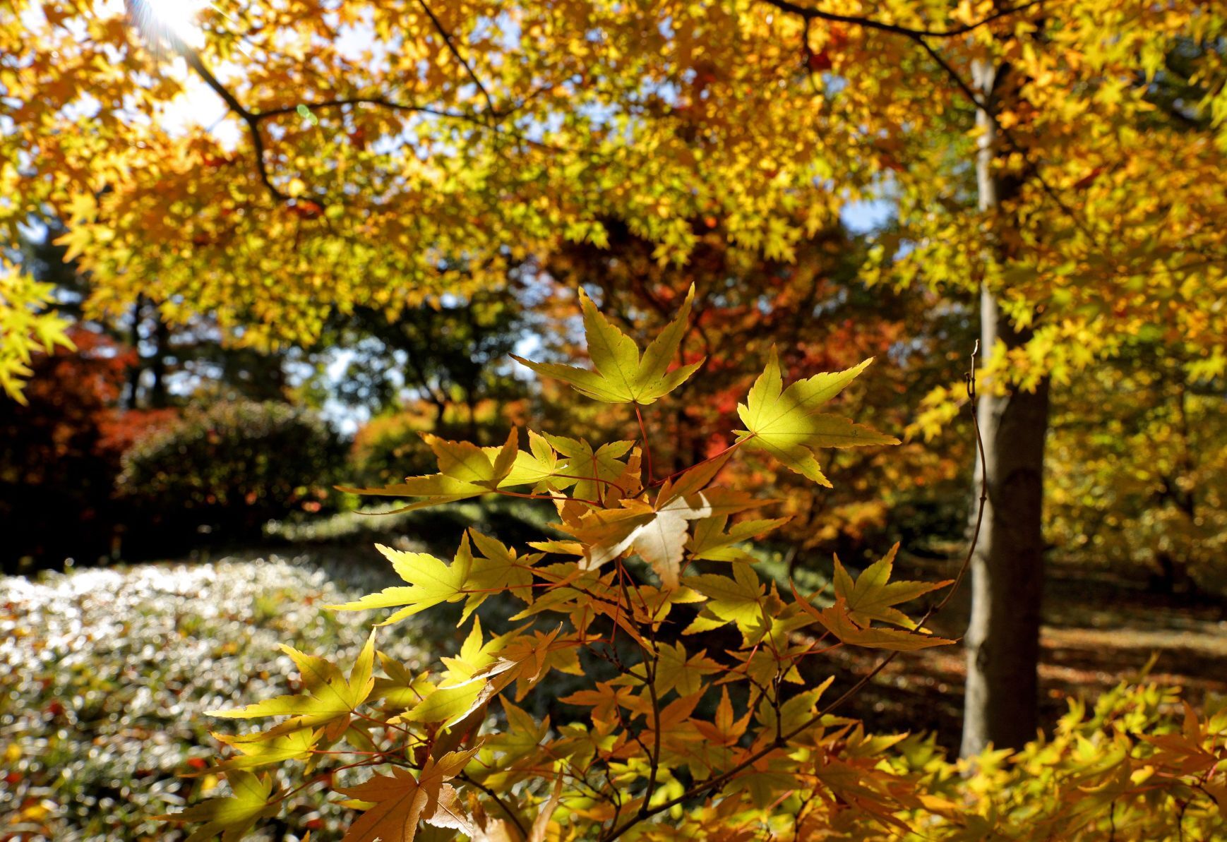 Fall colors remain at MoBot during final days of tree week